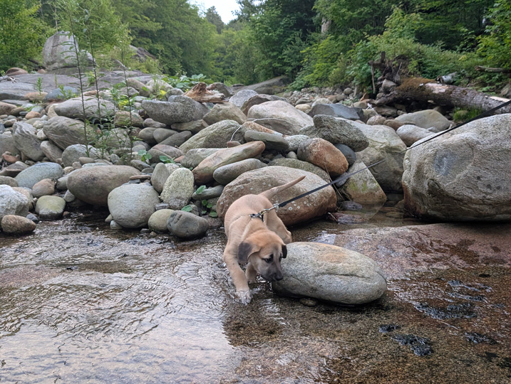 chinook dog